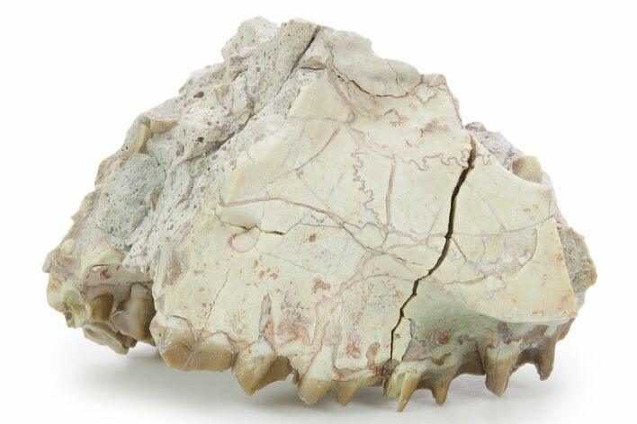 Bargain, Fossil Oreodont (Merycoidodon) Skull - South Dakota #355979